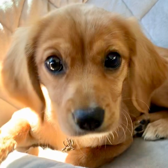 Meet your Posher, Alicia - Picture 1 of 1